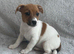 Gorgeous Jack Russel Puppies available, 4 Boys 1 Girl