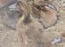 Khaki Campbell ducklings
