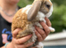 Cute and happy Mini Plush Lop Babies
