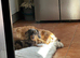 Miniature dachshund names hazel