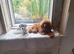 Red kc registered import red miniatue poodle male