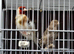 Siberian goldfinch