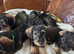 Five miniature Wire Haired Dachshund puppies