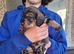 Wirehaired Dachshound/Teckel