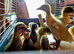 Runner Duckling unsexed