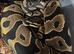 Royal Pythons