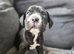 Frenchbulldog labs 4 boys left, ready 1st Sept