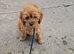 9 Week Old Cockapoo Puppies Looking for Forever Homes