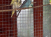 Young Budgies