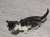9 kittens
