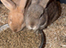 Bonded boys