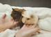 Two guinea pig girls