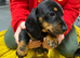 Only 1 girl left very small dachshund girl