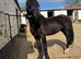 Romeo - 14.2 sec d gelding