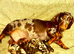 Dachshund pups for sale