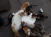 Outdoor farm kittens for sale.