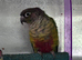 Male red sided conure