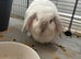 Female breeding mini lop