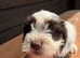 Farm Bred Jack Russell Puppies