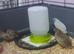 Stunning 7wk old Chinese Painted (Botton Quail)