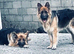 Long Coated GSD Dogs KC Registered Full Health Checks