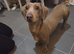 Minature dachound