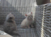 Stunning Rare Cream Female BSH for Sale