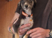 Saluki cross greyhound puppies