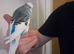 Hand tame exhibition male budgie