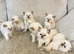 Ragdoll viewings ready to reserve