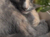 Turkish Angora mixed breed