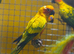 Stunning sun conures for sale
