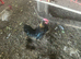 Small bantam cock birds