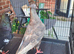 Beautiful birds