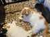 Persian kittens