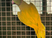 Pair Ringnecks, dom pied oplaine x cleartail