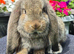 Agouti Doe available for Reservation