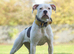 Staffy cross bulldog