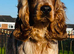sprocker pups