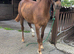 Chestnut make 15hh