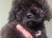 SMALL TOY CAVAPOO F1B