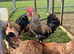 Copper maran and olive egger chicks