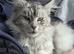 Gorgeous Maine Coon girl