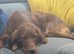 KC reg Irish Setter - Working Lines