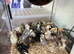 Pekin bantam, Serama and bantam Wyandotte chicks for sale