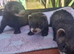 Polecat jill kit