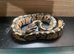 Ball python pastel hypo het pie