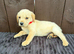 Goldador puppies 10 weeks old only 1 Boy