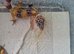 Leopard gecko juveniles