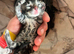 Beautiful Bengal X kittens